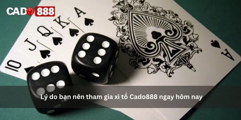 xì tố cado888