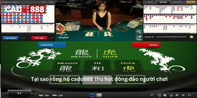 rồng hổ cado888